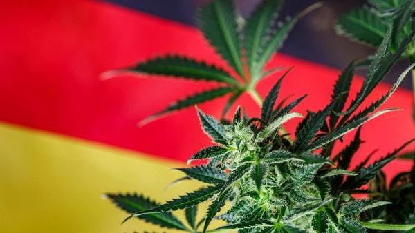 Le cannabis légal en Allemagne depuis le 1er avril