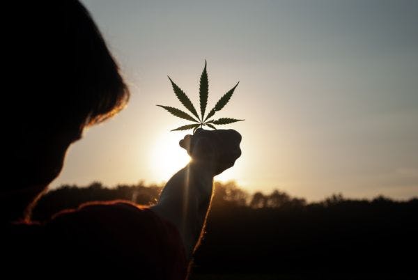 Lo que la historia nos enseña sobre la formulación de la nueva legislación sobre cannabis en Sudáfrica
