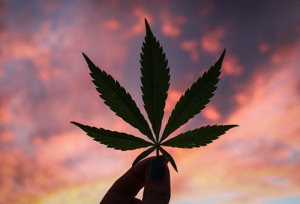 Le premier état du sud des États-Unis à légaliser le cannabis – Ce que cela signifie au niveau national