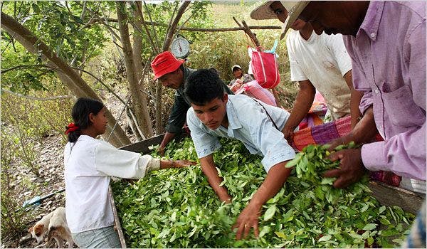 Colombie : l’augmentation de la culture de la feuille de coca prouve qu’il était nécessaire d’arrêter la pulvérisation