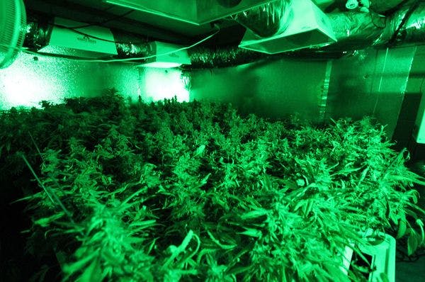Cannabis: Les Pays-Bas vont superviser la production et la distribution pour contrer les dealers