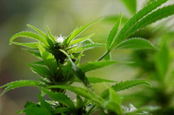 Initiative for the establishment and coordination of the “Greek Observatory for the Medical Use of Cannabis”