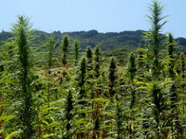 Au Liban, Yammouneh et ses producteurs de cannabis se défient de l’Etat