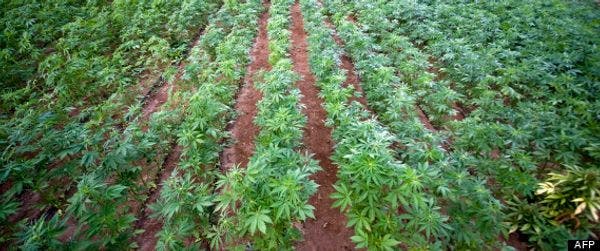 Cannabis social clubs français: les cultivateurs sortent du placard