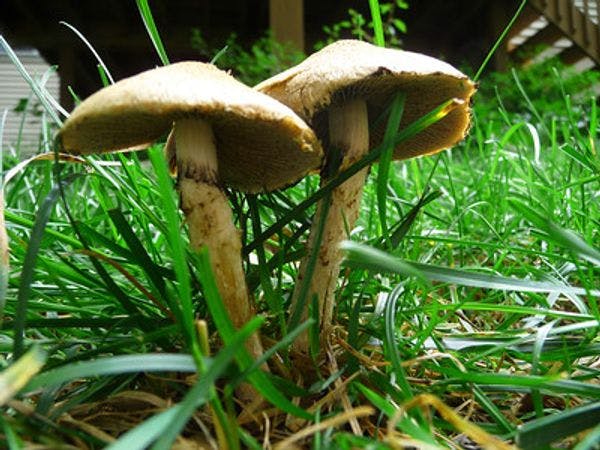 Four Canadians with terminal cancer win the right to try magic mushrooms