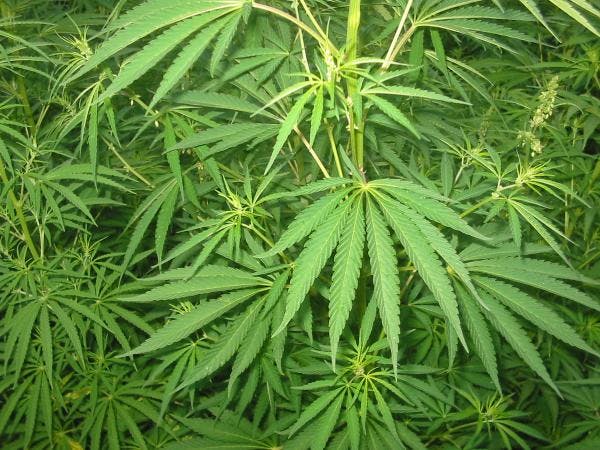 Le Canada veut légaliser le cannabis