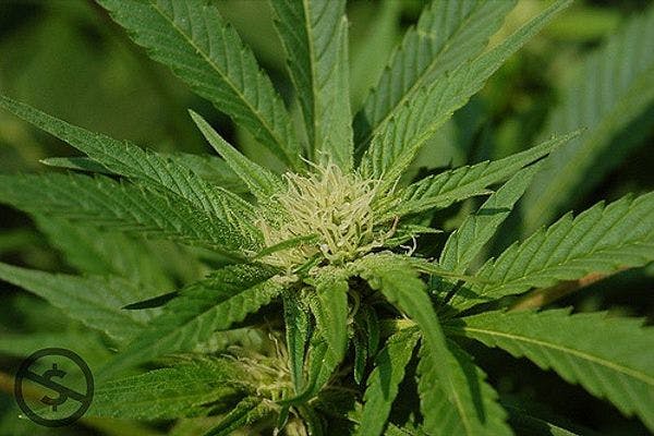 Cannabis : l’Assemblée adopte la création d’une amende forfaitaire
