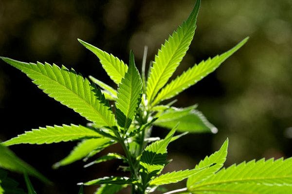 La Californie votera en novembre sur le cannabis