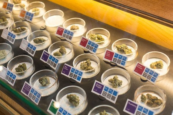 Cannabis Control Bill in New Zealand ticks the boxes
