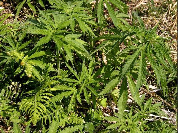 Un projet de loi pourrait annuler certaines condamnations si le cannabis destiné à un usage récréatif est légalisé au Michigan