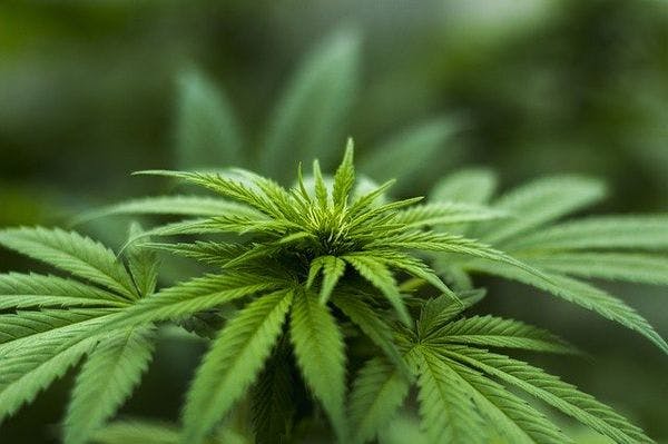  La France va ficher les consommateurs de cannabis pour 10 ans