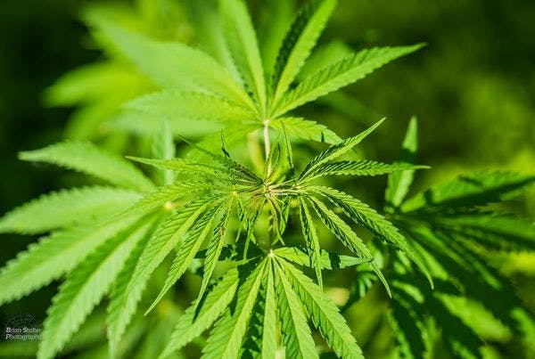 Luxembourg is latest EU country to legalise medical cannabis