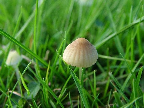 La psilocybine, la substance active des champignons magiques, pourrait jouer un rôle important dans le traitement de la dépression