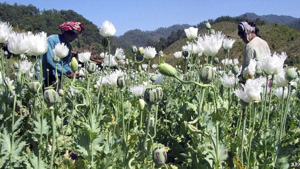 Getting higher: Opium-growing is on the rise again, as is drug consumption in the region of Myanmar