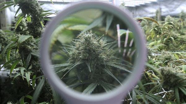 Switzerland to launch 1st cannabis sale pilot in summer