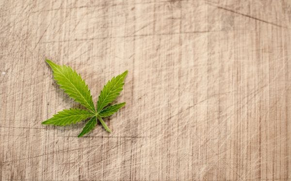 The new decisions of the Constitutional Court: The end of cannabis tolerance in Spain