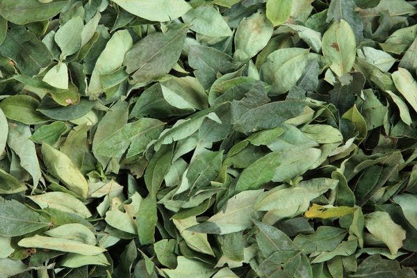 WHO officially launches procedures for critical review of coca leaf