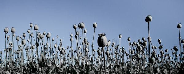 Crushed by virus and war, jobless Afghans turn to opium for cash
