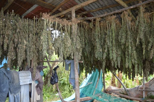 Jamaican gov’t assisting transition of traditional ganja growers to legal industry