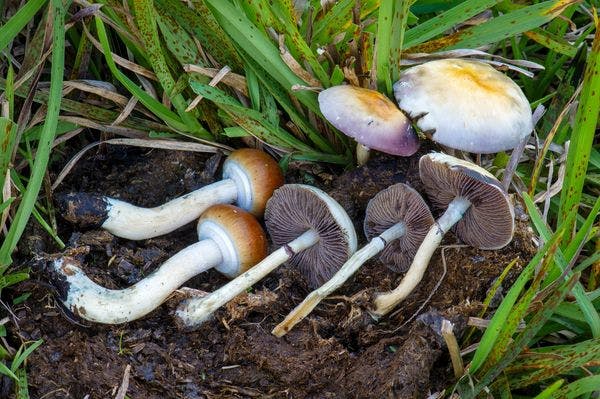 Psilocybin: Magic mushroom compound provides anti-anxiety effect that lasts years, study finds
