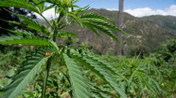 Sri Lanka to open Asia’s first medical cannabis plantation