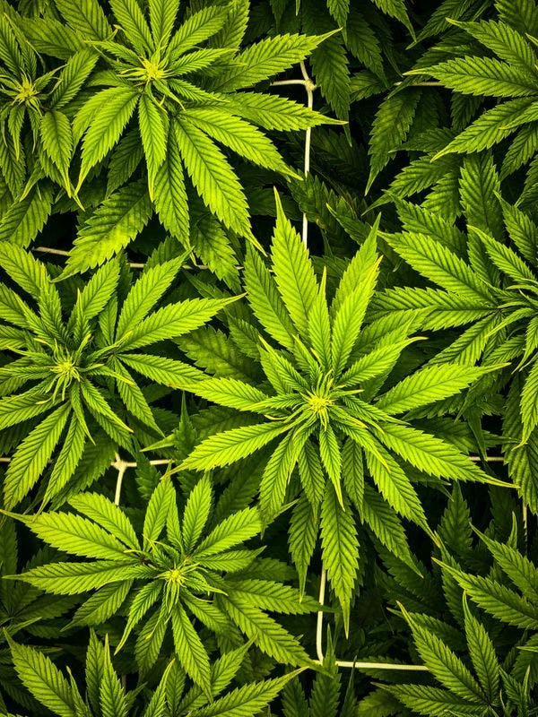 Luxembourg: Lawmakers begin work to legalise growing weed
