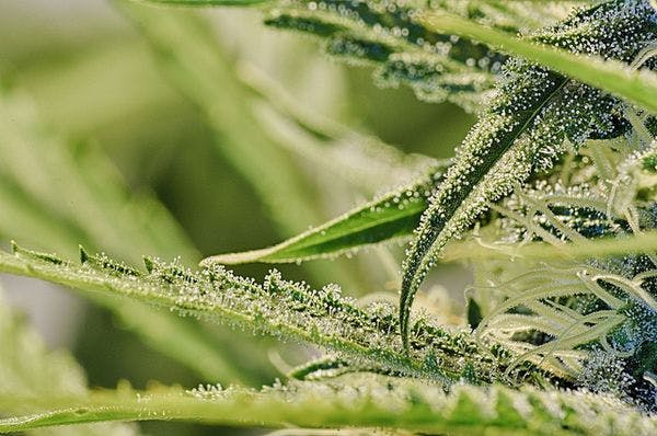 L’Afrique du Sud décriminalise l’usage et la production de cannabis destinés à un usage personnel