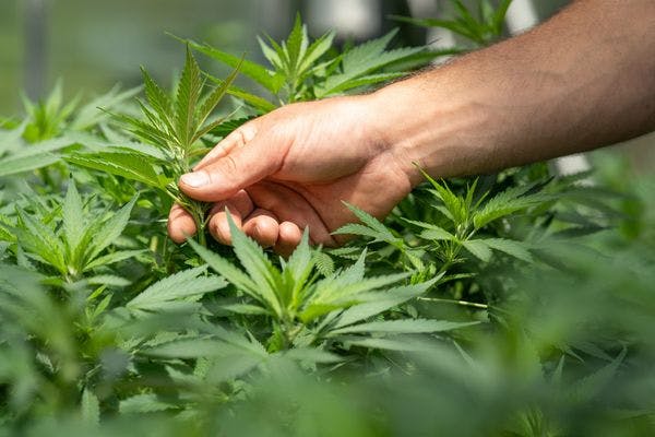 Projet de loi sur le cannabis médical au Maroc: les paysans devront se constituer en coopérative 
