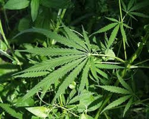 Le cannabis médicinal va  devenir un   médicament comme   un autre en Allemagne