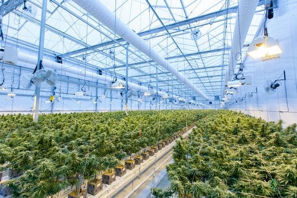Designing more equitable legal cannabis markets