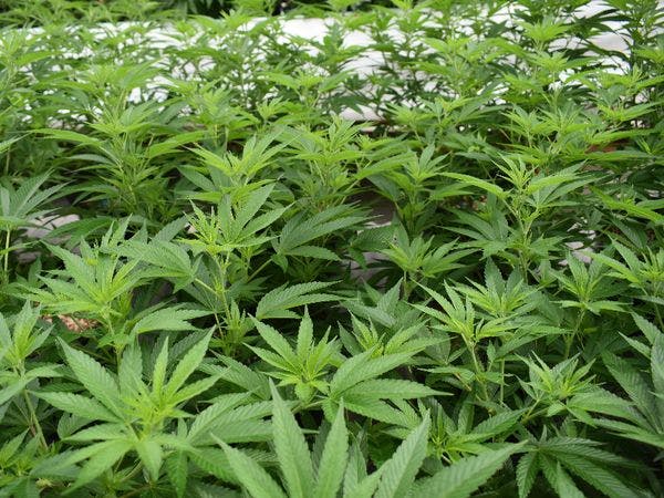Jamaïque : l'association des cultivateurs qualifie l'industrie du cannabis d'expérience ratée