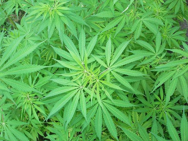 Canada to unveil recreational marijuana rules in November