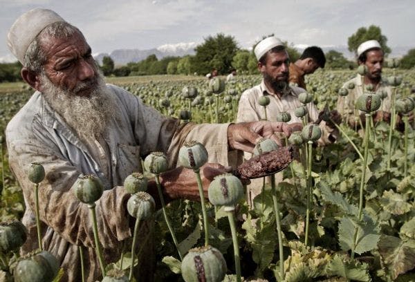 Au moment où les Etats-Unis quittent l'Afghanistan, la culture du pavot prospère 