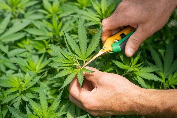 Cannabis legalisation in Malta will allow regulated associations and home growing of plants