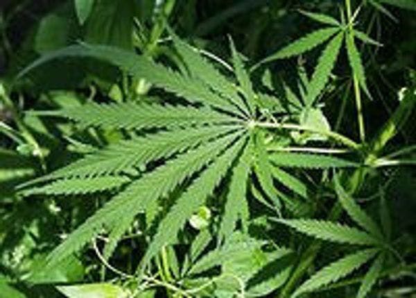 Des experts gouvernementaux incitent fortement la France à légaliser le cannabis et à « reprendre le contrôle » sur le marché noir