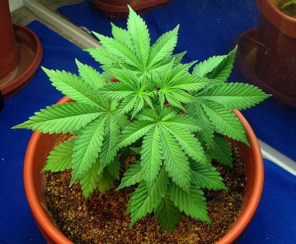Malta: Reforma referida al cannabis permitirá a los consumidores cultivar plantas para consumo personal, dice Robert Abela